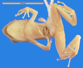 Media type: image; Herpetology A-9360